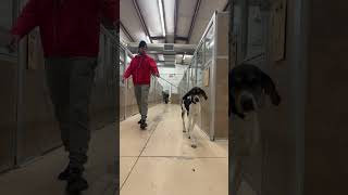 Dog Hotel Chill Morning Routine Live Stream  Dog TV Channel [upl. by Schubert]