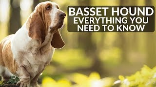 BASSET HOUND 101 Everything You Need To Know About Owning A Basset Hound Puppy [upl. by Ransome]