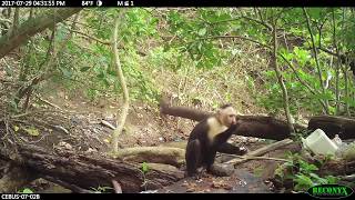 Whitefaced capuchin Cebus capucinus imitator stone tool use in Coiba National Park Panama [upl. by Brigham]