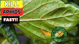 How to Get Rid Of Aphids And Protect Plants From Infestation [upl. by Dianna]