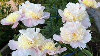 Peonies collection Zone 3 Calgary Alberta [upl. by Gavan882]