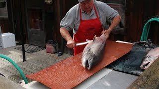 How to Fillet a Big Salmon and Prepare it for Smoked Salmon Recipe [upl. by Lourdes]