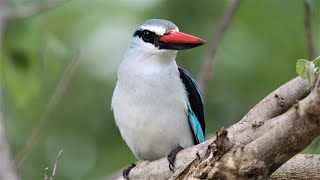 Woodland Kingfisher call  sound [upl. by Maclaine]