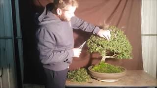 Aussie Bonsai Bloke Bottle Brush winter 2017 pruning for ramification [upl. by Ashling]