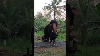 Meenad Vinayakan  Elephant [upl. by Nevla]