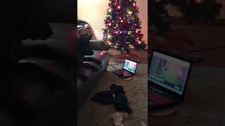 Dogs watch dog sports on the TV and the computer during christmas break [upl. by Nosimaj]