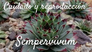 Sempervivum Cuidado y Reproducción  Uña de señorita [upl. by Gnidleif131]