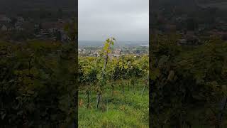 Vineyards near Gengenbach Germany [upl. by Nauqal]