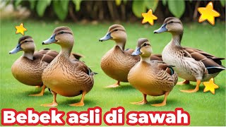 BEBEK  BEBEK ADUS KALI LAGU DJ  BEBEK ADUS KALI JAWA  BEBEK BERENANG DI SAWAH  BEBEK ASLI SAWAH [upl. by Enyaz]