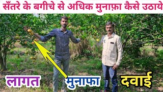 सँतरे का बगीचा लगाकर अधिक मुनाफ़ा कैसे कमाये 🔥 Earn more profit from orange plants🤑 [upl. by Musser]