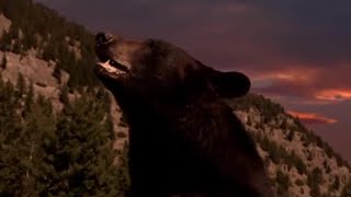 Why Do Bears Hibernate  Big Sky Bears  BBC Earth [upl. by Claudius]