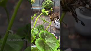 Over wintering geraniums [upl. by Annaeiluj]