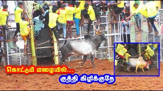 கொட்டும் மழையில் குத்தி கிழிக்குதே Poththamettuppatti jallikattu best videos [upl. by Akinas]