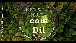 Ervas da Mata  Experiências do Dil da Bahia [upl. by Glynas425]