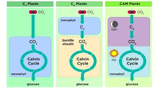 Types of Photosynthesis in Plants C3 C4 and CAM [upl. by Beberg]