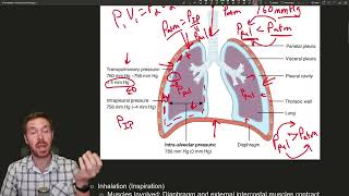 The Science of Breathing Unraveling the Mechanics of Ventilation [upl. by Essyla699]