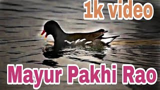 Mayur Pakhi Rao video [upl. by Akeenahs]