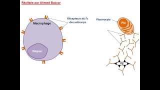 La phase effectrice dans le cas dune RIMH [upl. by Forster893]