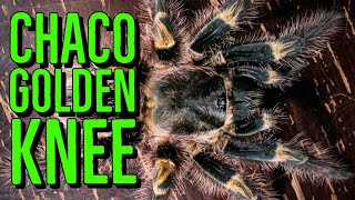 Chaco Golden Knee Tarantula Grammostola pulchripes shorts [upl. by Vano154]