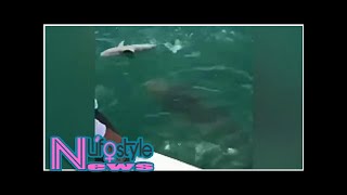 500pound goliath grouper eats shark as shocked Florida fishermen watch He just sucked it in [upl. by Sehcaep]