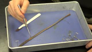 Earthworm Dissection [upl. by Armbrecht628]