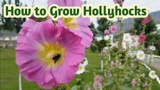 How to Grow Hollyhocks The Complete Hollyhock Flower Guide  Alcea Fiesta Time [upl. by Gainor]