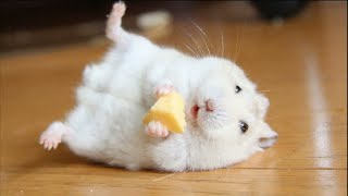 Funny Hamsters Videos  Funny and Cute Moment of the Animals 2 [upl. by Cirred]