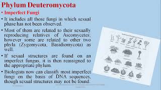 Deuteromycetes Imperfect Fungi fsc Biology Online Classes [upl. by Aramal]