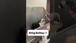 I believe he will get better with time 🐶 englishbulldog bulldog bullybreed dogbath tutorial [upl. by Bonacci402]