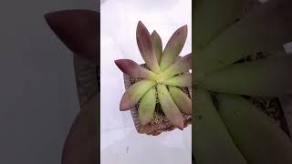 Pick succulents planting shortvideo succulent houseplant indoorplants nature garden farming [upl. by Ailimac]