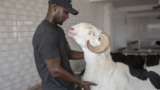 Sénégal  le mouton ladoum à lhonneur à lapproche de lAïd AlAdha [upl. by Silliw]