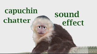 The Animal Sounds Capuchin Sound mp3  Sound Effect  Animation [upl. by Frick]