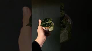 Новинки алоказий 🌱 alocasia plants plantlover plantcare алоказии алоказия houseplants цветы [upl. by Eeleimaj]