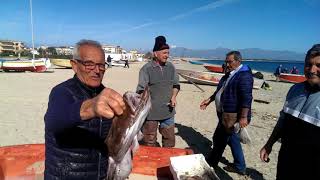 Schiavonea Corigliano Calabro la pesca di oggi una bellissima pescatrice [upl. by Anirahc978]