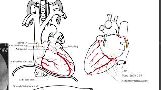 APPAREIL CARDIOVASCULAIRE 2 [upl. by Asseral]