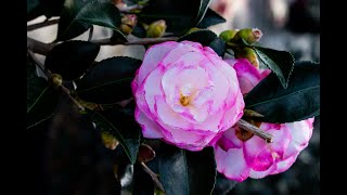 Everything you need to know about Camellia Shrubs [upl. by Misti]