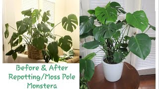 Staking and Repotting Monstera Deliciosa [upl. by Nesilla364]