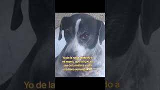 Pensativa netflix music movie dance dog perros perro hiphop humor [upl. by Rozele339]