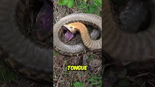 Snake that fakes its dead facts [upl. by Notlek617]