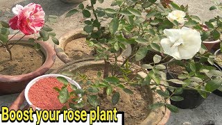 Right way to fertilize a rose plant [upl. by Lenahtan]