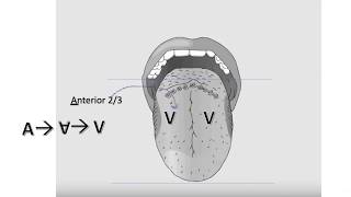 Tongue Innervation [upl. by Eilyac94]