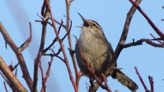 Bewicks Wren [upl. by Kcub]