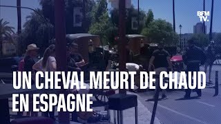 Canicule en Espagne ce cheval meurt à Séville alors quil tirait une calèche [upl. by Susie]