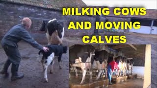 MILKIING COWS AND MOVING CALVES [upl. by Amersham]