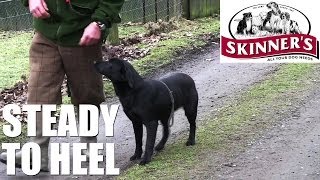 Gundog training tips  Steady to heel [upl. by Ahsatsana]