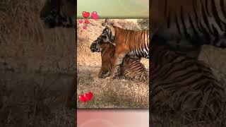 Tiger Mating  बाघ का संभोग  Tiger Mating Seasons [upl. by Eade]