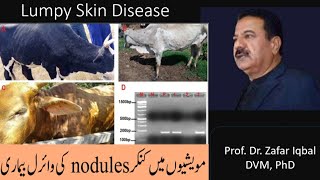 Lumpy Skin Disease  مویشیوں میں کنکر nodules کی بیماری  Livestock [upl. by Sirenay]