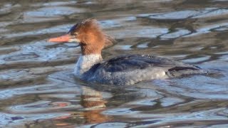 Common merganser diving swimming amp flying [upl. by Lenoj]