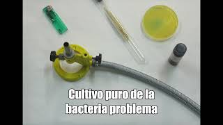 Prueba de la oxidasa [upl. by Rep140]