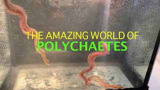 The Amazing World of Polychaetes [upl. by Noned]